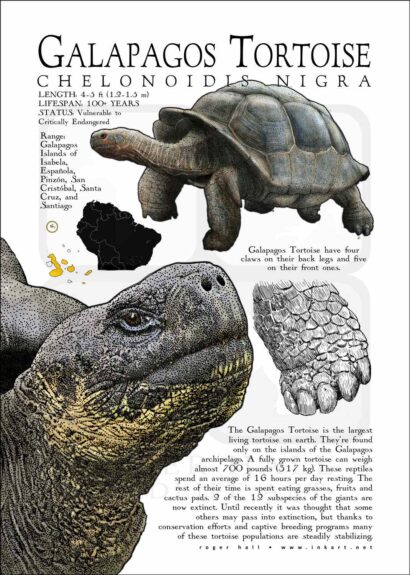 Galapagos Tortoise Poster