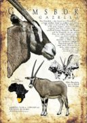 Gemsbok Poster