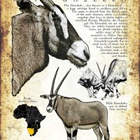 Gemsbok Poster