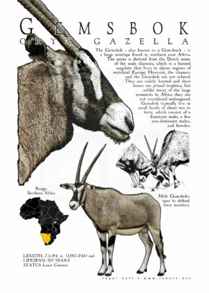 Gemsbok Poster