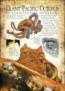 Infographic poster of the Giant Pacific Octopus