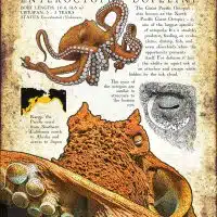 Infographic poster of the Giant Pacific Octopus