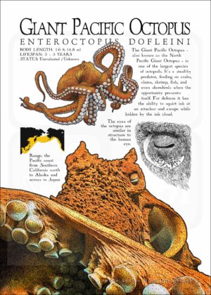 Infographic of a Giant Pacific Octopus