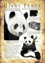 Giant Panda Poster - Wildlife Illustration