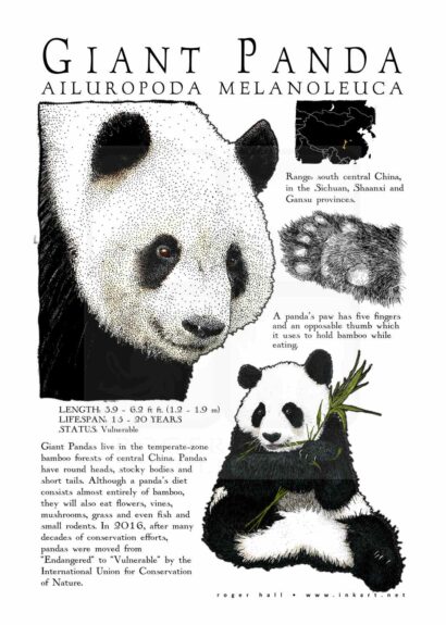 Giant Panda Bear Poster