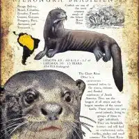 Infographic of a Giant River Otter