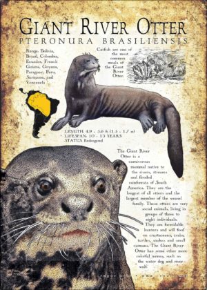 Infographic of a Giant River Otter