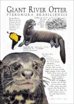 Infographic of a Giant River Otter