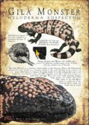 Infographic of a Gila Monster