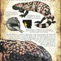 Infographic of a Gila Monster