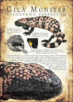 Infographic of a Gila Monster