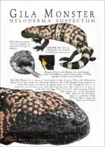 Infographic of a Gila Monster Lizard