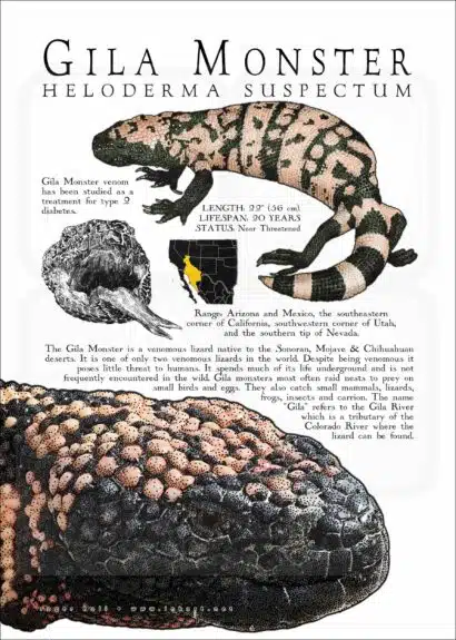 Infographic of a Gila Monster Lizard