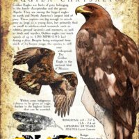 Golden Eagle Poster