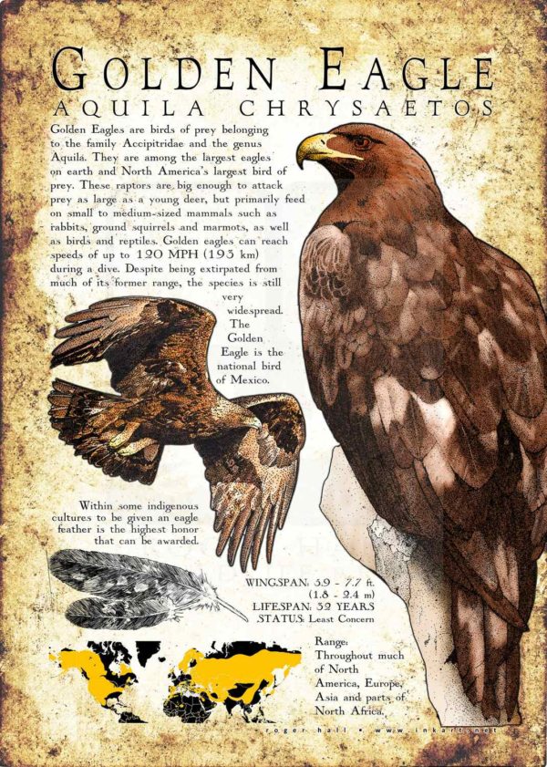 Golden Eagle Poster - Wildlife Art