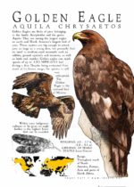 Golden Eagle poster