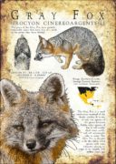 Infographin Poster of a Gray Fox