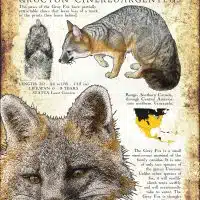 Infographin Poster of a Gray Fox