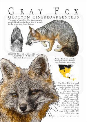 Infographic poster of a Gray Fox