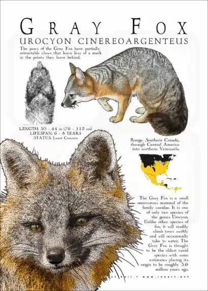 Infographic poster of a Gray Fox