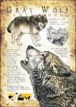 Gray Wolf infographic poster