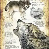 Gray Wolf infographic poster