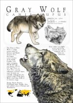 Infographic poster of the Gray Wolf