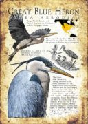 Great Blue Heron Poster