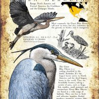 Great Blue Heron Poster