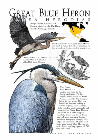 Great Blue Heron Poster