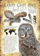 Great Grey Owl Poster