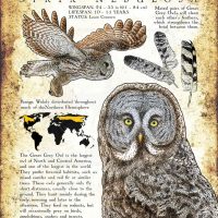 Great Grey Owl Poster
