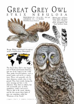 Great Grey Owl poster