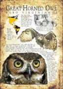 Great-Horned Owl poster