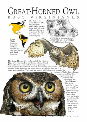 Great-Horned Owl Poster