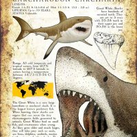 Great White Shark poster