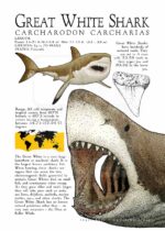 Great White Shark poster