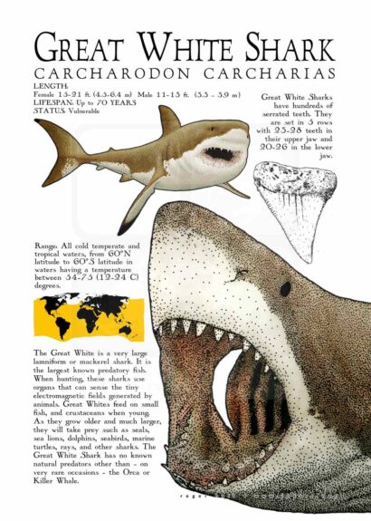 Great White Shark poster