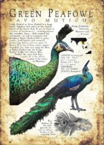 Green Peacock poster