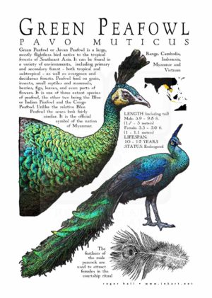 Green Peacock poster