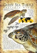 Green Sea Turtle Poster
