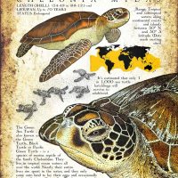 Green Sea Turtle Poster