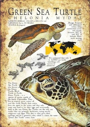 Green Sea Turtle Poster