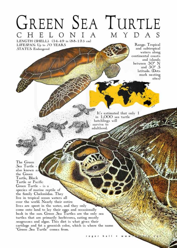 Green Sea Turtle (Chelonia mydas
