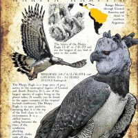 Harpy Eagle Poster