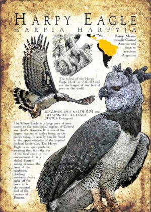 Harpy Eagle Poster