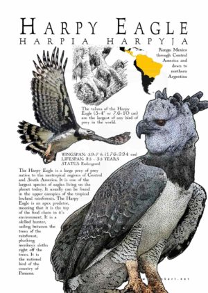 Harpy Eagle Poster