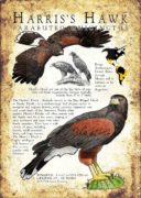 Harris's Hawk poster