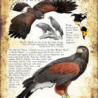 Harris's Hawk poster