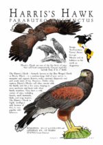 Harris's Hawk poster